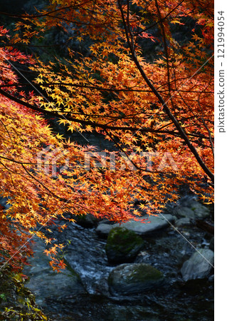 紅葉5(德島縣名子郡神山町櫻花路) 紅葉5(德島縣名子郡神山町櫻花路) 121994054