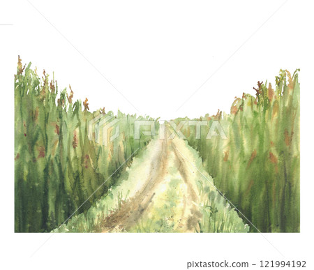 Cornfield road or agricultural field, crops, plants with yellow flowers with path, way. Watercolor landscape, nature background with rural farm scene. Hand drawn illustration isolated from background Cornfield road or agricultural field, crops, plants with yellow flowers with path, way. Watercolor landscape, nature background with rural farm scene. Hand drawn illustration isolated from background 121994192