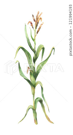 Corn plant. Fresh maize plant with corncob, flowers and green leaves Botanical watercolor clipart. Realistic hand painted isolated from background illustration for food, farming, agricultural product. Corn plant. Fresh maize plant with corncob, flowers and green leaves Botanical watercolor clipart. Realistic hand painted isolated from background illustration for food, farming, agricultural product. 121994193