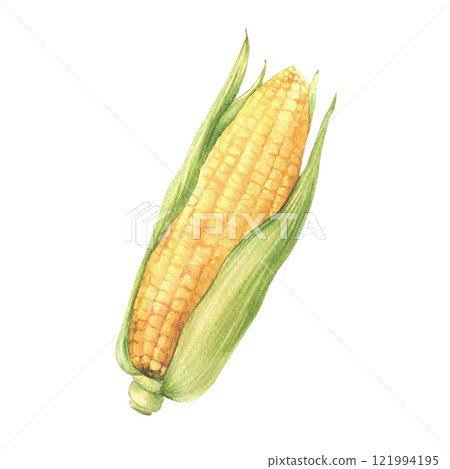 Corn cob or sweet maize. Watercolor yellow grain vegetable with green husks, leaves. Realistic hand drawn isolated from background illustration for food packaging, farming, agricultural product label. Corn cob or sweet maize. Watercolor yellow grain vegetable with green husks, leaves. Realistic hand drawn isolated from background illustration for food packaging, farming, agricultural product label. 121994195