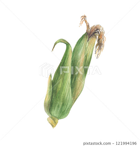 Corn cob, raw plant with green leaves and husks Sweet maize, grain vegetable agricultural crop harvesting element Watercolor realistic painted isolated from background illustration for food packaging Corn cob, raw plant with green leaves and husks Sweet maize, grain vegetable agricultural crop harvesting element Watercolor realistic painted isolated from background illustration for food packaging 121994196