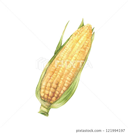 Corn cob or sweet maize. Yellow grain vegetable with green husks, leaves. Watercolor realistic hand drawn isolated from background illustration for food packaging, label, farming, agricultural themes Corn cob or sweet maize. Yellow grain vegetable with green husks, leaves. Watercolor realistic hand drawn isolated from background illustration for food packaging, label, farming, agricultural themes 121994197