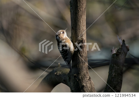 Kogera stopping on the branches of the tree Kogera stopping on the branches of the tree 121994534