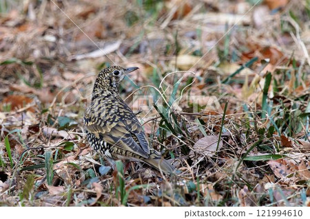 Tratumegi Tratumegi 121994610
