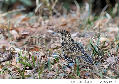 Tratumegi Tratumegi 121994612