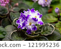 African violet (saintpolia) flowers selection. 121995236