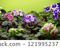 African violet (saintpolia) flowers selection. 121995237