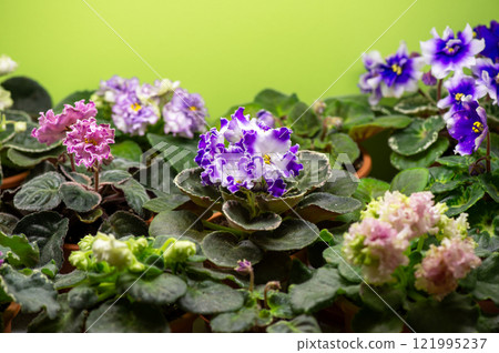African violet (saintpolia) flowers selection. 121995237
