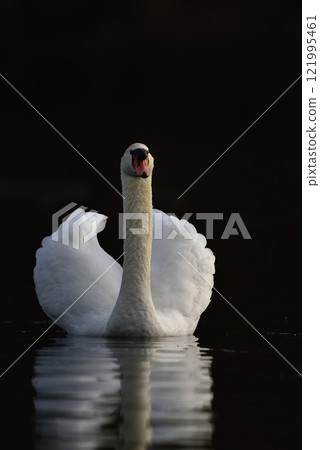 Mute Swan - Cygnus olor, Crete Mute Swan - Cygnus olor, Crete 121995461