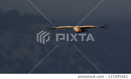 Griffon Vulture - Gyps fulvus, Crete Griffon Vulture - Gyps fulvus, Crete 121995462
