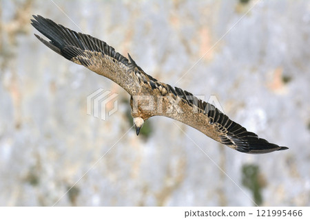 Griffon Vulture - Gyps fulvus, Crete Griffon Vulture - Gyps fulvus, Crete 121995466