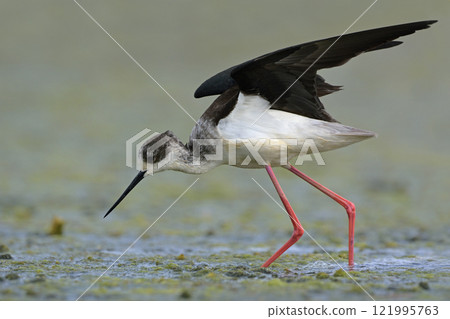 Black-winged Stilt (Himantopus himantopus), Greece 121995763