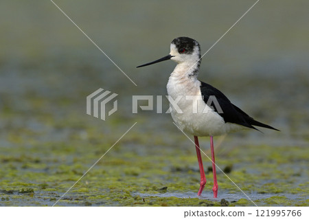 Black-winged Stilt - Himantopus himantopus, Crete Black-winged Stilt - Himantopus himantopus, Crete 121995766