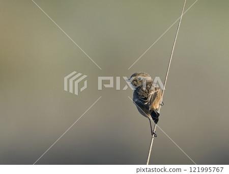 European stonechat (Saxicola rubicola), Crete European stonechat (Saxicola rubicola), Crete 121995767