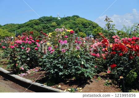 荒尾市少女公民花壇玫瑰花， 121995856