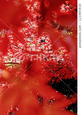 Bright red autumn leaves [Hiroshima] 121995910