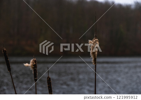 A bunch of dried cattails near the lake 121995912