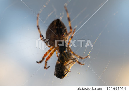 A spider is hanging from a web and has a wasp in its mouth 121995914
