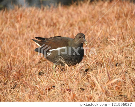 鷹,Cinidae家族的水鳥 鷹,Cinidae家族的水鳥 121996027