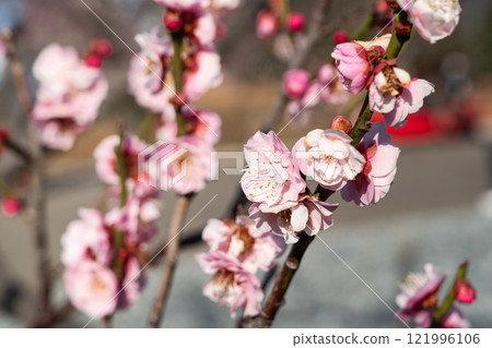 plum blossom japan park Plum blossom flower プラムボッサム うめ plum blossom japan park Plum blossom flower プラムボッサム うめ 121996106