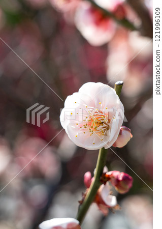 梅花 梅 日本 公園 Plum blossom flower プラムボッサム うめ 梅花 梅 日本 公園 Plum blossom flower プラムボッサム うめ 121996109