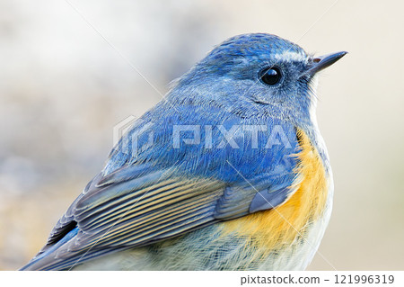 藍鳥 Bluetail 的特寫 藍鳥 Bluetail 的特寫 121996319