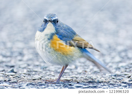 A Blue-and-White Flycatcher Looking at Us from a Mountain Path A Blue-and-White Flycatcher Looking at Us from a Mountain Path 121996320
