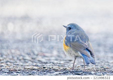 A blue-and-white flycatcher on a mountain path on a winter morning A blue-and-white flycatcher on a mountain path on a winter morning 121996322
