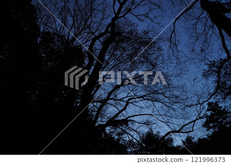 Early morning forest 121996373