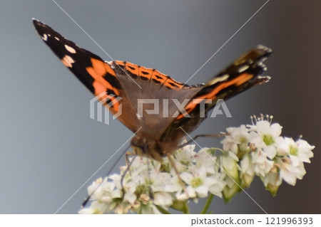 被繪的花蜜花 121996393