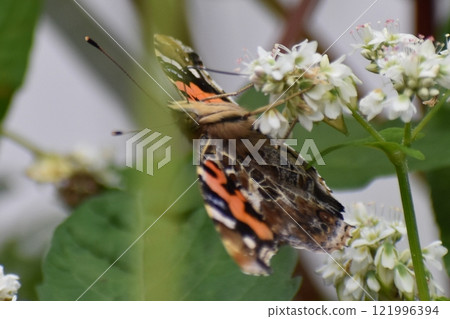 Akatatheha 吮吸蜂蜜 121996394