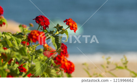 Flowers of Rhodes 121996662