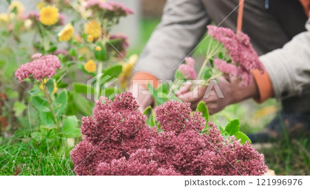 Men's hands cutting plants in their personal garden in autumn to prepare for the winter season Men's hands cutting plants in their personal garden in autumn to prepare for the winter season 121996976
