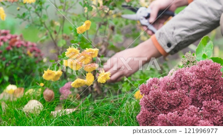 Men's hands cutting plants in their personal garden in autumn to prepare for the winter season Men's hands cutting plants in their personal garden in autumn to prepare for the winter season 121996977