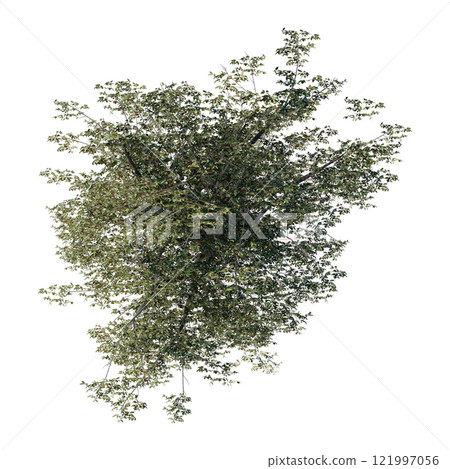 tree top view plant landscape architecture nature garden aerial render. trees branch isolate collection illustration environment green botany urban bush park. tree architecture conifer decorative. 121997056