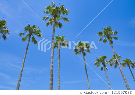 【祖師城】祖師碼頭一排棕櫚樹 121997088