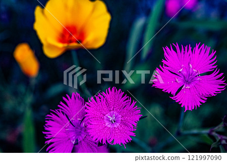 Red purple flowers 121997090