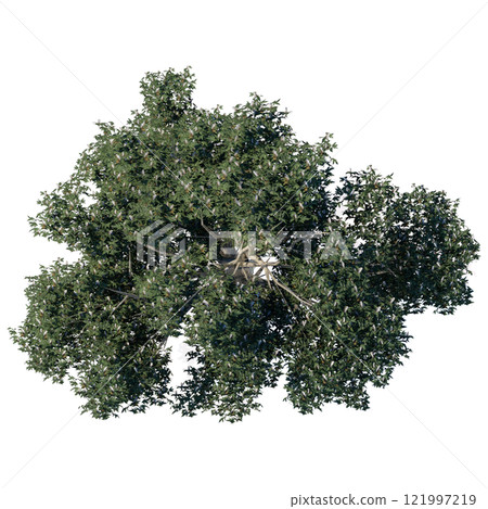 tree top view plant landscape architecture nature garden aerial render. trees branch isolate collection illustration environment green botany urban bush park. tree architecture conifer decorative. 121997219