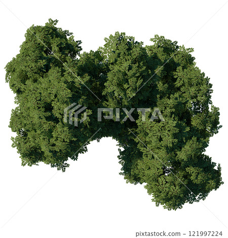 tree top view plant landscape architecture nature garden aerial render. trees branch isolate collection illustration environment green botany urban bush park. tree architecture conifer decorative. 121997224
