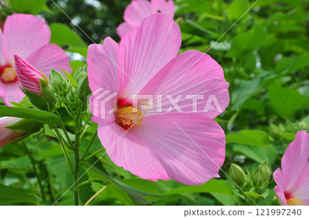 美麗的粉紅色芙蓉花 美麗的粉紅色芙蓉花 121997240