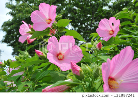 美麗的粉紅色芙蓉花 121997241