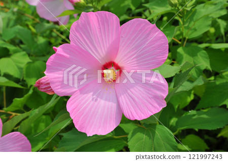 美麗的粉紅色芙蓉花 美麗的粉紅色芙蓉花 121997243