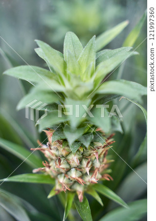 Close up of young pineapple plant with green leaves in tropical garden setting 121997360