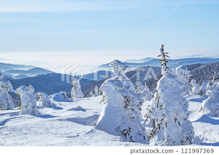Beautiful winter landscape with snow-covered fir trees in mountains Beautiful winter landscape with snow-covered fir trees in mountains 121997369