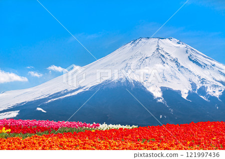 Mount Fuji and tulips in full bloom 121997436