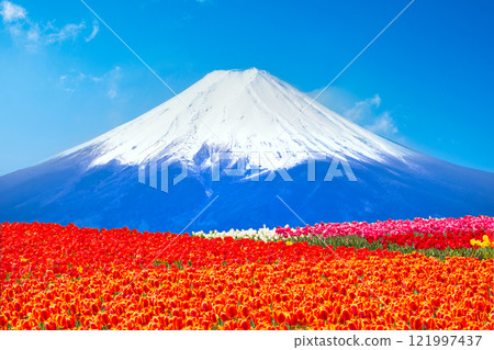 Mount Fuji and tulips in full bloom 121997437