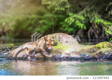 Cub of Red Fox is standing on the stone in the river. 121997493