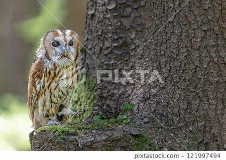 Tawny owl is sitting on a tree branch. 121997494