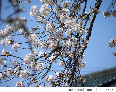 Cherry blossoms and bulbuls shining in the blue sky Cherry blossoms and bulbuls shining in the blue sky 121997526