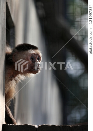 A white-faced capuchin monkey peeking out from the entrance 121997884